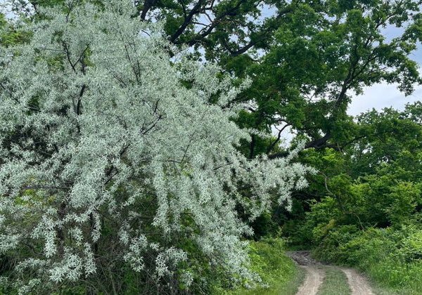 Черный пляж, золотые пески, экраноплан «Лунь» и лианы Самурского леса - фото 4