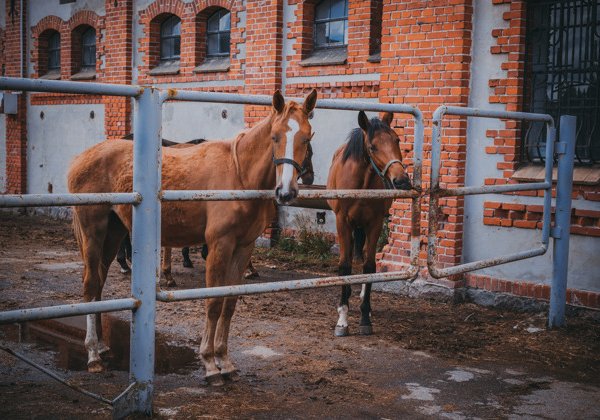 Рыцарские замки Восточной Пруссии и конный завод «Георгенбург»