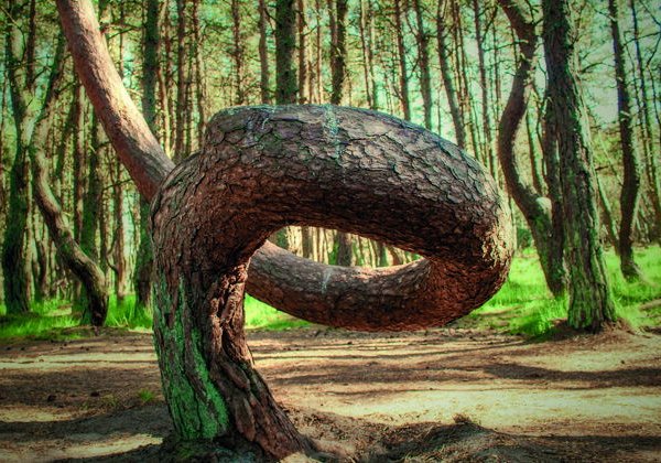 Экскурсия "Куршская коса": Танцующий лес, высота «Эфа» (из Пионерского) - фото 4