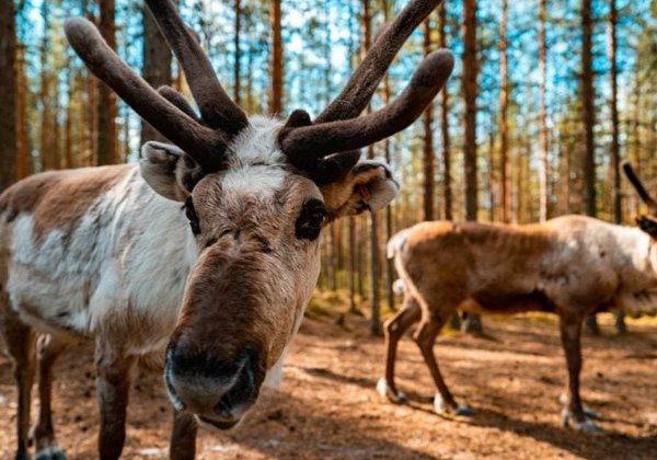 В гости к хаски и северным оленям