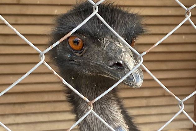 Фото экскурсии - Прогулка по Лесу Генриха - в царские охотничьи угодья - 10