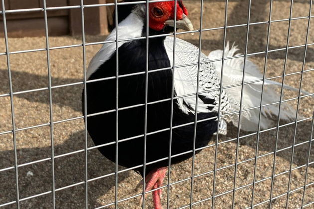 Фото экскурсии - Прогулка по Лесу Генриха - в царские охотничьи угодья - 7