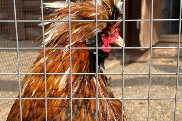 Фото экскурсии - Прогулка по Лесу Генриха - в царские охотничьи угодья - 8