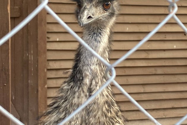 Фото экскурсии - Прогулка по Лесу Генриха - в царские охотничьи угодья - 9