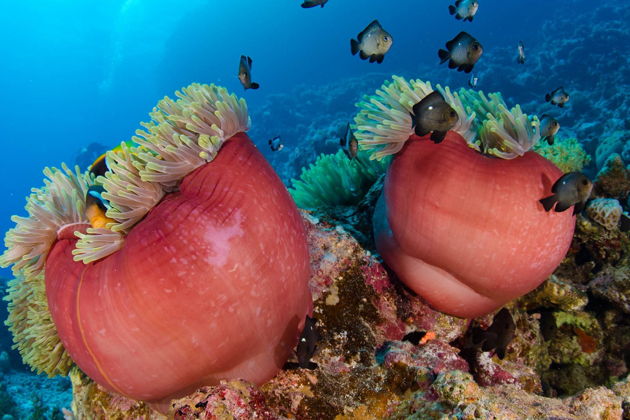 Фото экскурсии - Проведите день в райском уголке на острове Махмия - 10