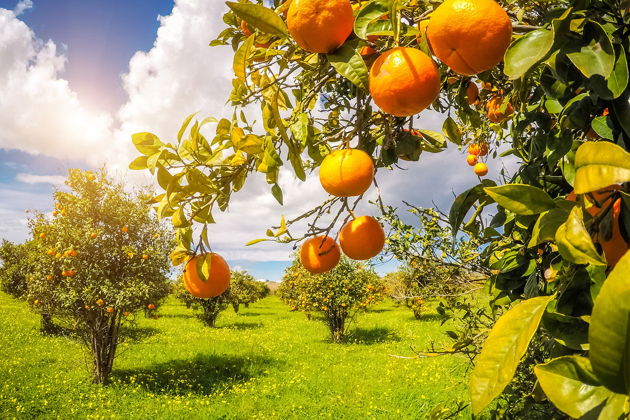 Фото экскурсии - ЗИМНЯЯ СКАЗКА - Рукотворная Абхазия, Сухум, Кындык,Черниговка - 7