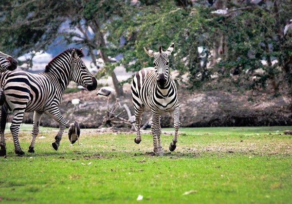 Открытый зоопарк Safari World (с трансфером) - фото 3