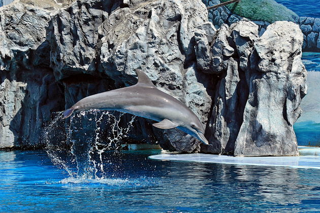 Фото экскурсии - Сафари Ворлд: открытый зоопарк с трансфером - 7