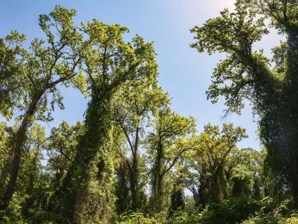 Самурский лес - Махачкала