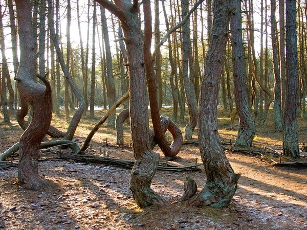Танцующий лес - Зеленоградск