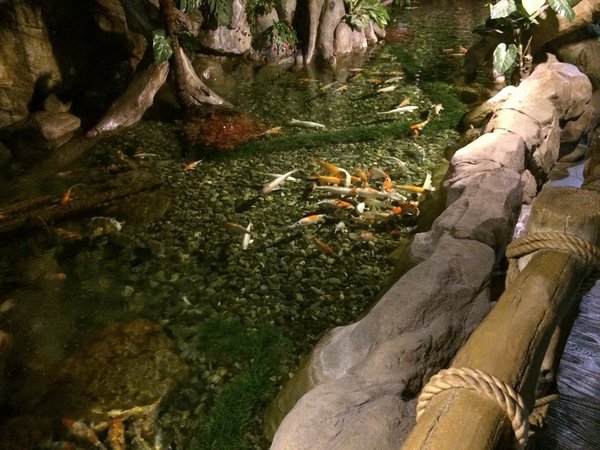 Sochi Discovery World Aquarium - Адлер