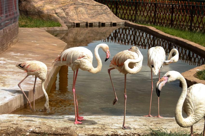 Достопримечательность Минский зоопарк фото - Минск