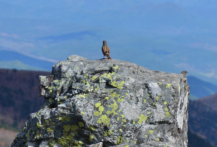 Гора Ольховая - Владивосток