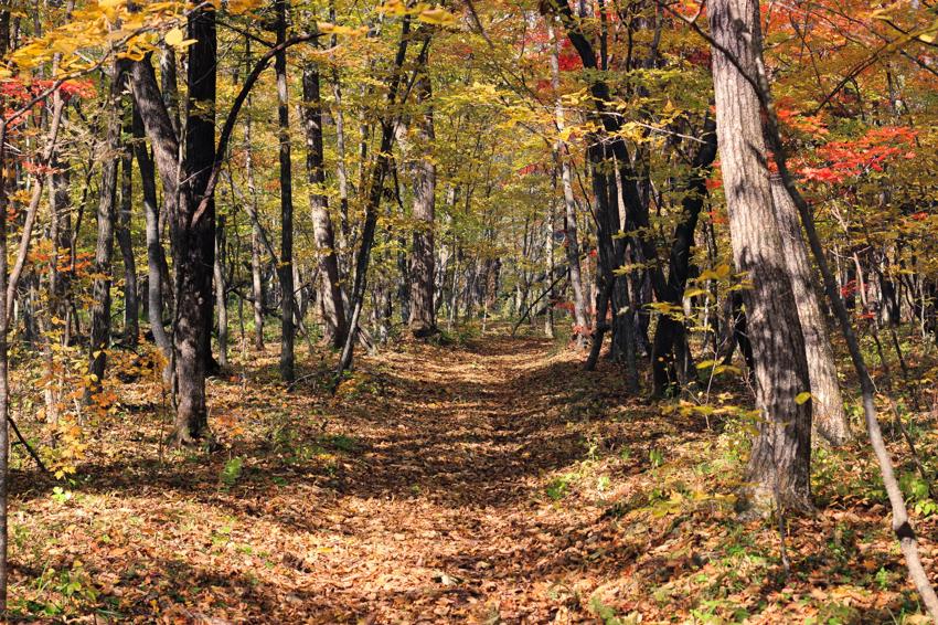 Заповедник "Кедровая падь" - Владивосток
