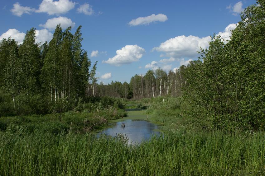 Болото Мох - Минск