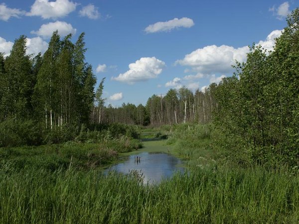 Болото Мох - Минск