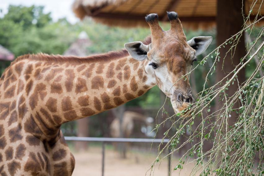 Достопримечательность Зоопарк Абу-Даби фото - Абу-Даби