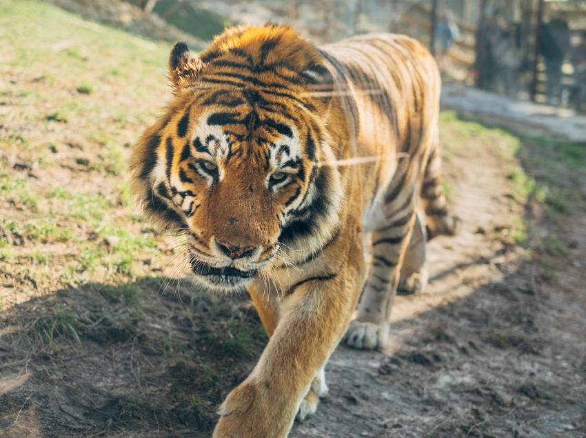 Сафари-Парк в Геленджике  - Геленджик