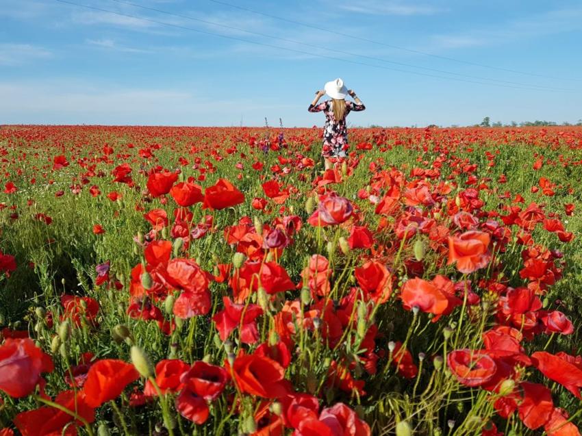 Никитский ботанический сад в Алуште - фото