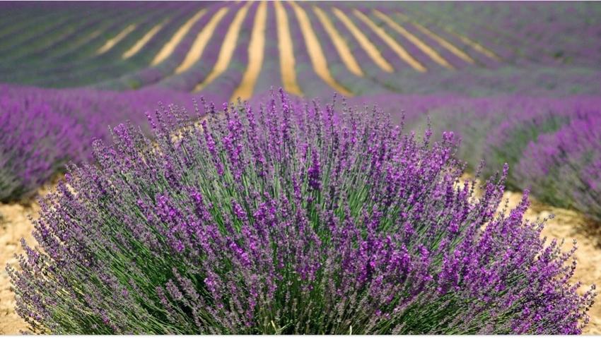 Достопримечательность Голубиные гроты фото - Бахчисарай