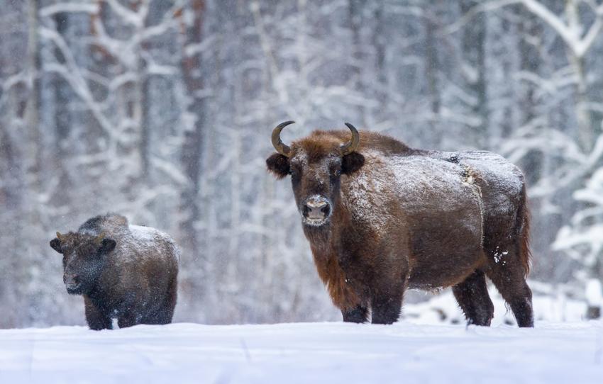 Национальный парк «Орловское полесье»