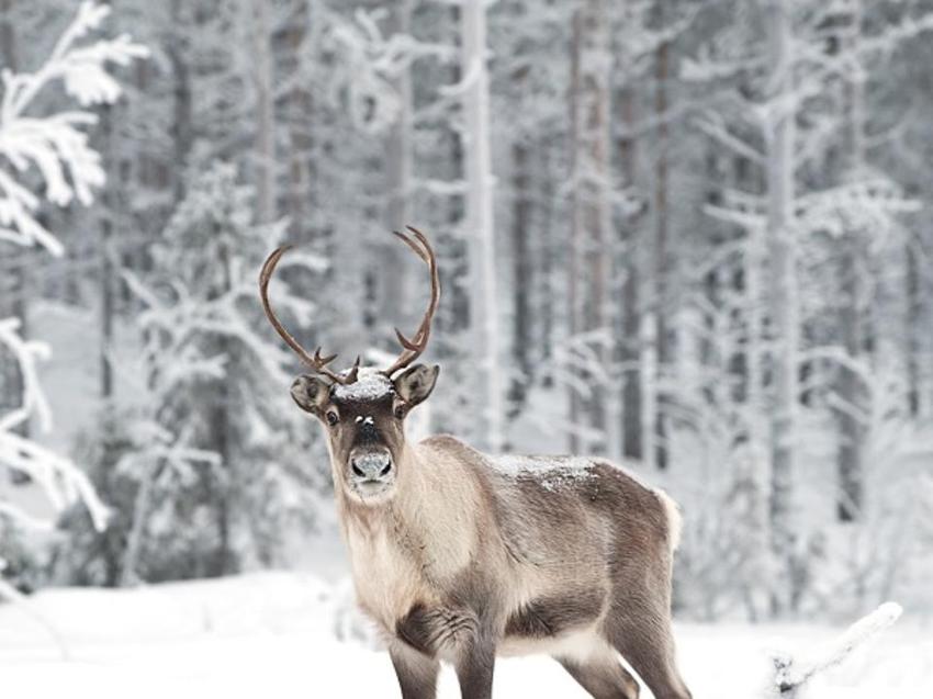 Достопримечательность Термальные источники в Таштаголе фото - Шерегеш