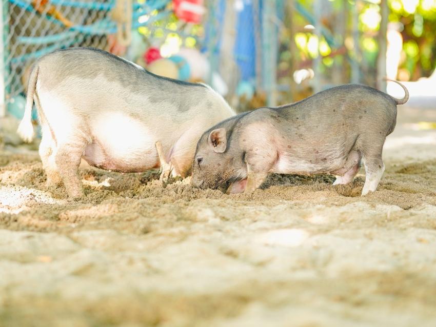 Достопримечательность Остров Свиней фото - Самуи