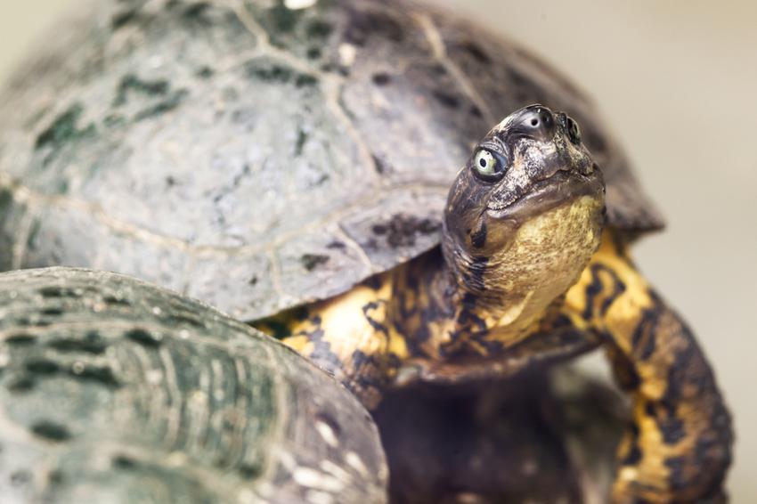 Черепашья ферма