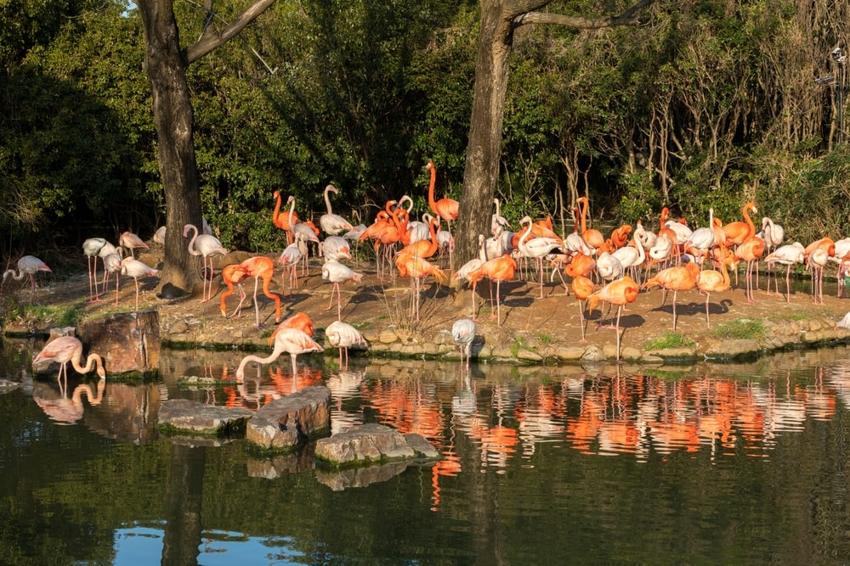 Шанхайский зоопарк
