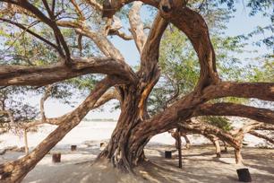 Дерево жизни - 5 экскурсий